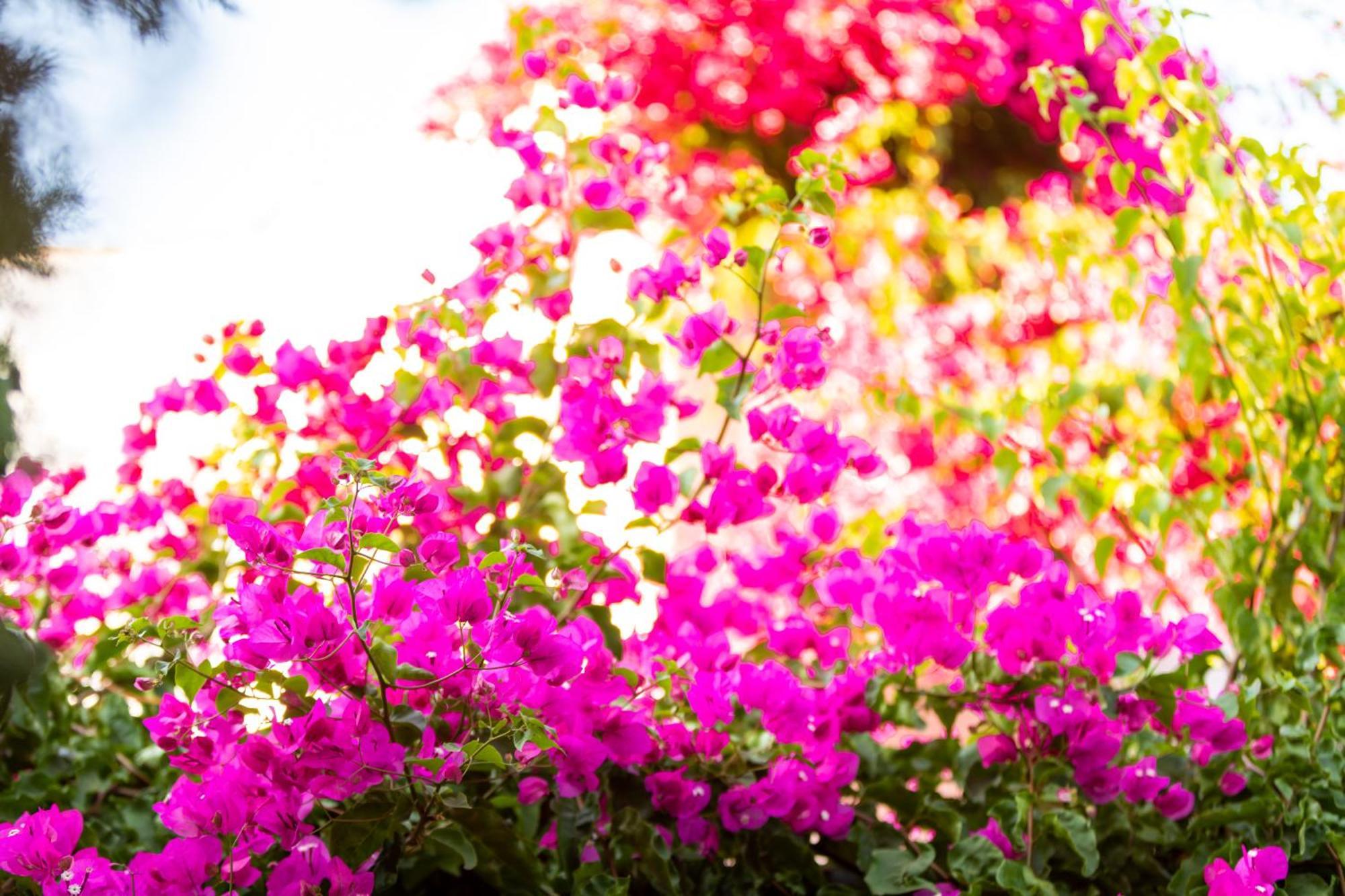 Sunrock Suites Stelida (Naxos) Exterior foto
